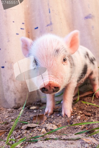 Image of Close-up of a cute muddy piglet running around outdoors on the f