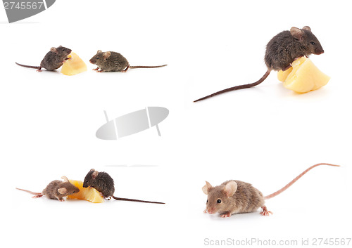 Image of Set of mice, Mouse and cheese on white