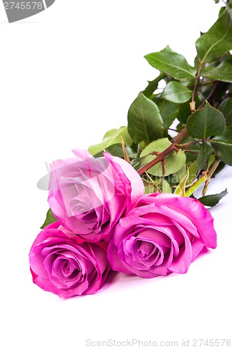 Image of Three fresh pink roses over white background