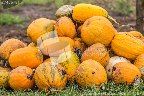 Image of Pumpkins in pumpkin patch waiting to be sold