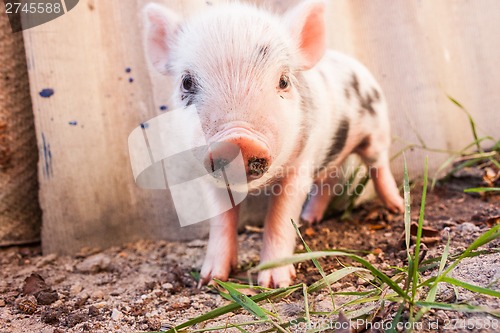 Image of Close-up of a cute muddy piglet running around outdoors on the f