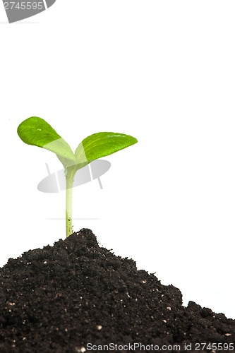 Image of Heap dirt with a green plant sprout isolated