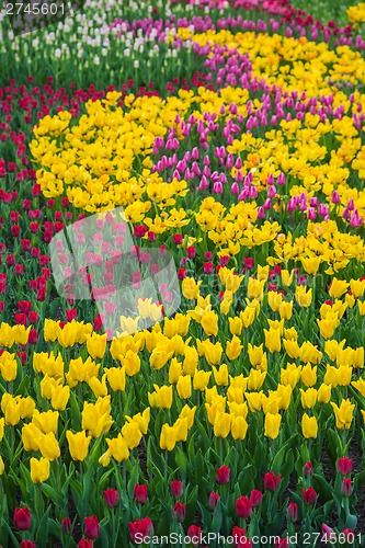 Image of Multicolored flower  tulip field in Holland