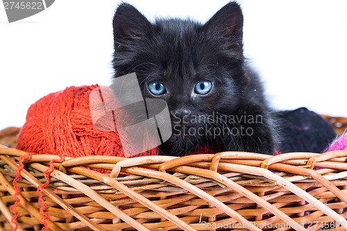 Image of Black kitten playing with a red ball of yarn on white background