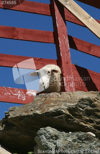 Image of Peeping sheep