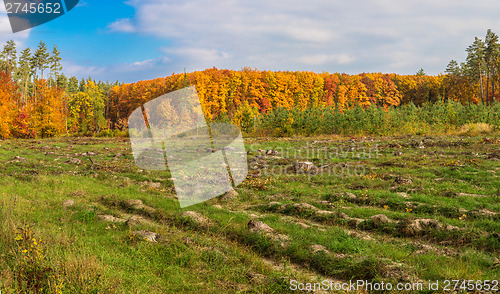 Image of Autumn forest panorama