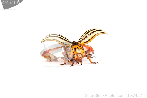 Image of colorado potato beetles