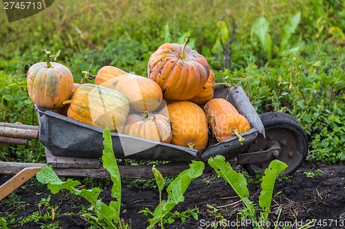 Image of Pumpkins on a wheelbarrow.