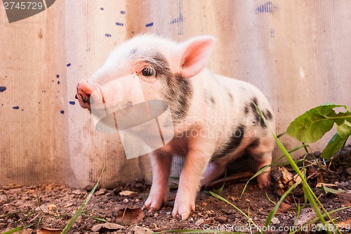 Image of Close-up of a cute muddy piglet running around outdoors on the f