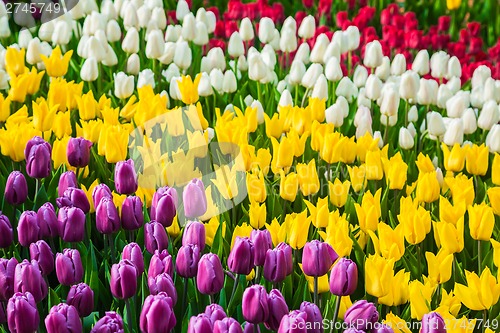 Image of Multicolored flower  tulip field in Holland