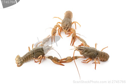 Image of River raw crayfishes