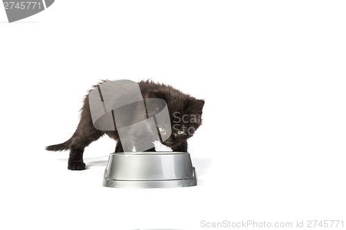 Image of Black kitten drinks milk, on a white background