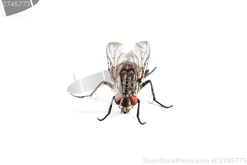 Image of Fly isolated on white. Macro shot of a housefly,