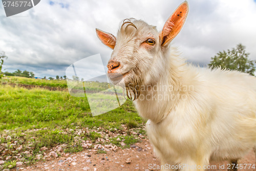 Image of Portrait of a funny goat looking to a camera over blue sky backg