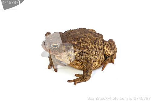 Image of Forest toad. Green frog