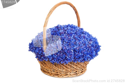 Image of Beautiful blue cornflowers in a basket