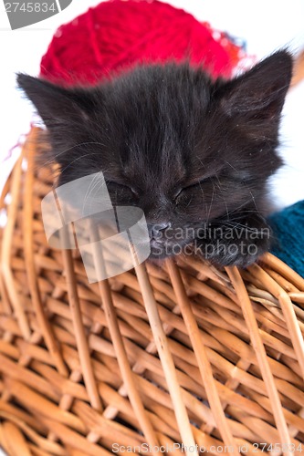 Image of Black kitten playing with a red ball of yarn on white background