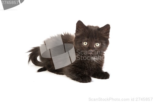 Image of Cute black kitten on  a white background