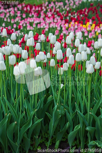 Image of Multicolored flower  tulip field in Holland