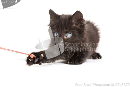 Image of Black kitten playing with a red ball of yarn on white background