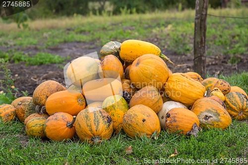 Image of Pumpkins in pumpkin patch waiting to be sold