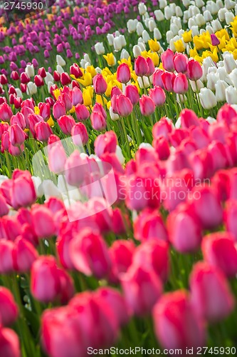 Image of Multicolored flower  tulip field in Holland