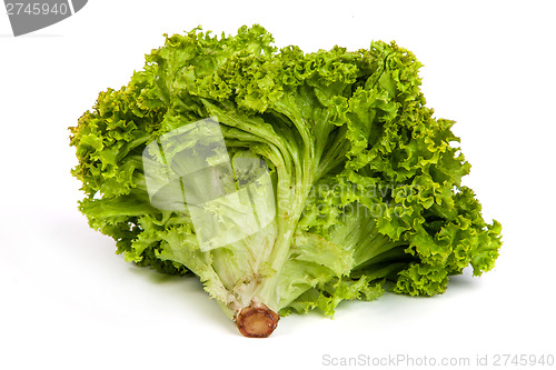 Image of Fresh Green Lettuce isolated on white