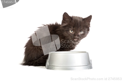 Image of Black kitten drinks milk, on a white background