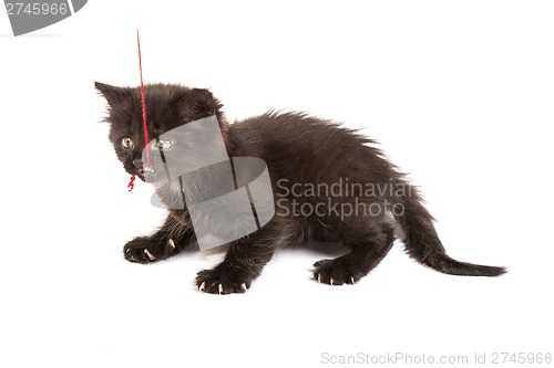 Image of Cute black kitten on  a white background