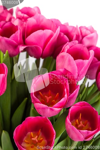 Image of Bunch of tulips on a white