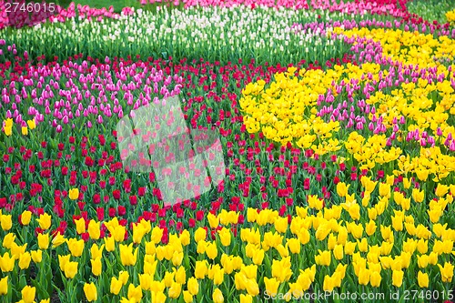 Image of Multicolored flower  tulip field in Holland