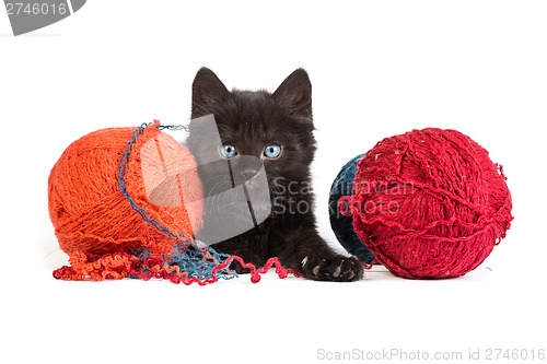 Image of Black kitten playing with a red ball of yarn on white background