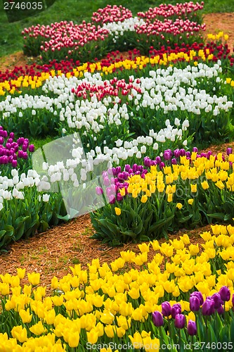 Image of Multicolored flower  tulip field in Holland