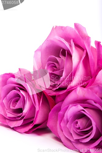 Image of Three fresh pink roses over white background