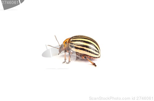 Image of colorado potato beetles