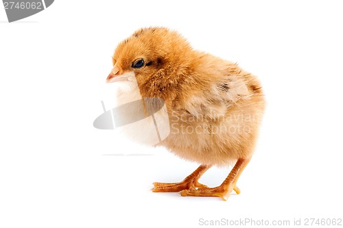 Image of The yellow chick on a white background