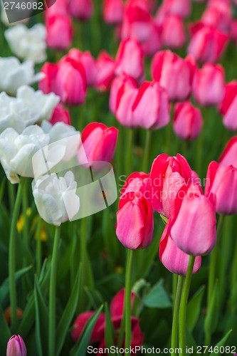 Image of Multicolored flower  tulip field in Holland