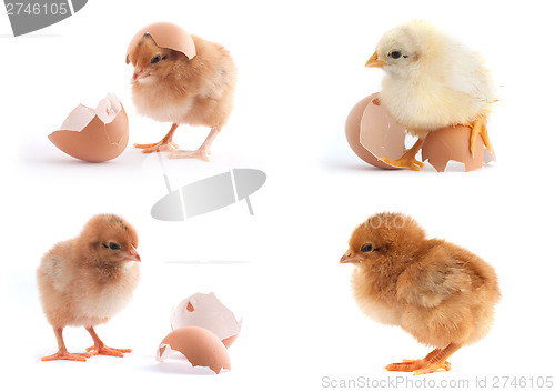 Image of The set of yellow small chicks with egg