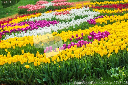 Image of Multicolored flower  tulip field in Holland