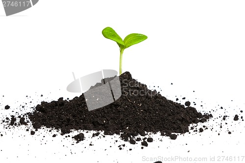 Image of Heap dirt with a green plant sprout isolated