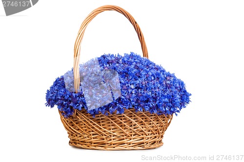 Image of Beautiful blue cornflowers in a basket