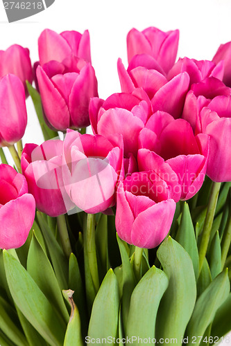 Image of Bunch of tulips on a white