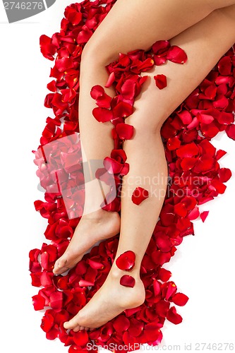 Image of Healthy Woman's Legs and Rose Petals over white.