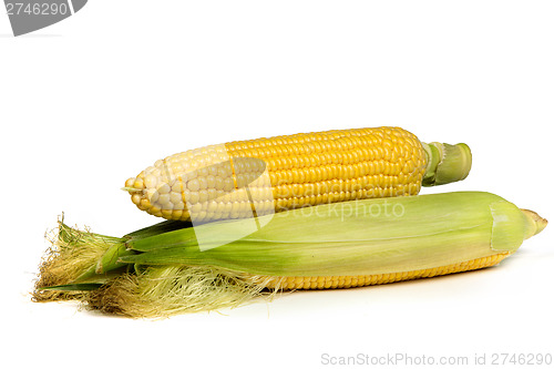 Image of Fresh uncooked corn on the cob