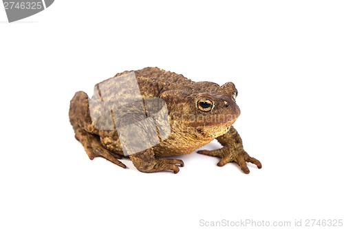 Image of Forest toad. Green frog