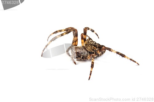 Image of Spider