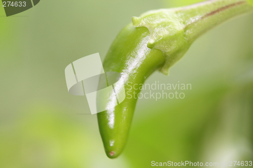Image of Chili