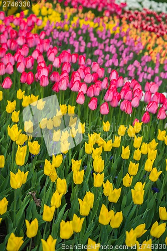 Image of Multicolored flower  tulip field in Holland