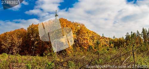 Image of Autumn forest panorama