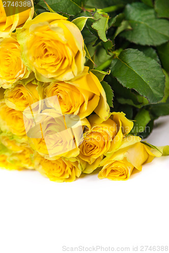 Image of Group of fresh yellow roses